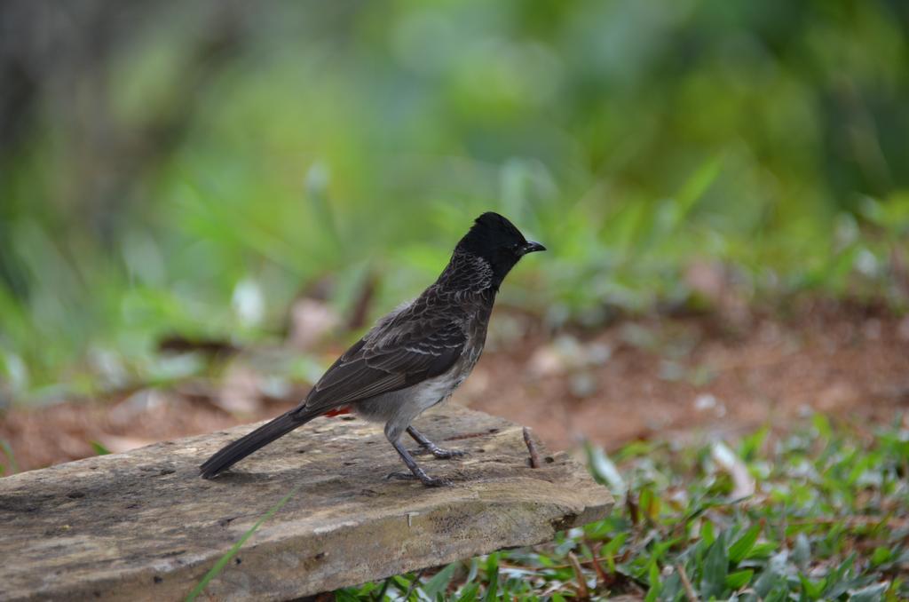Oriole Villas Bentota Dış mekan fotoğraf