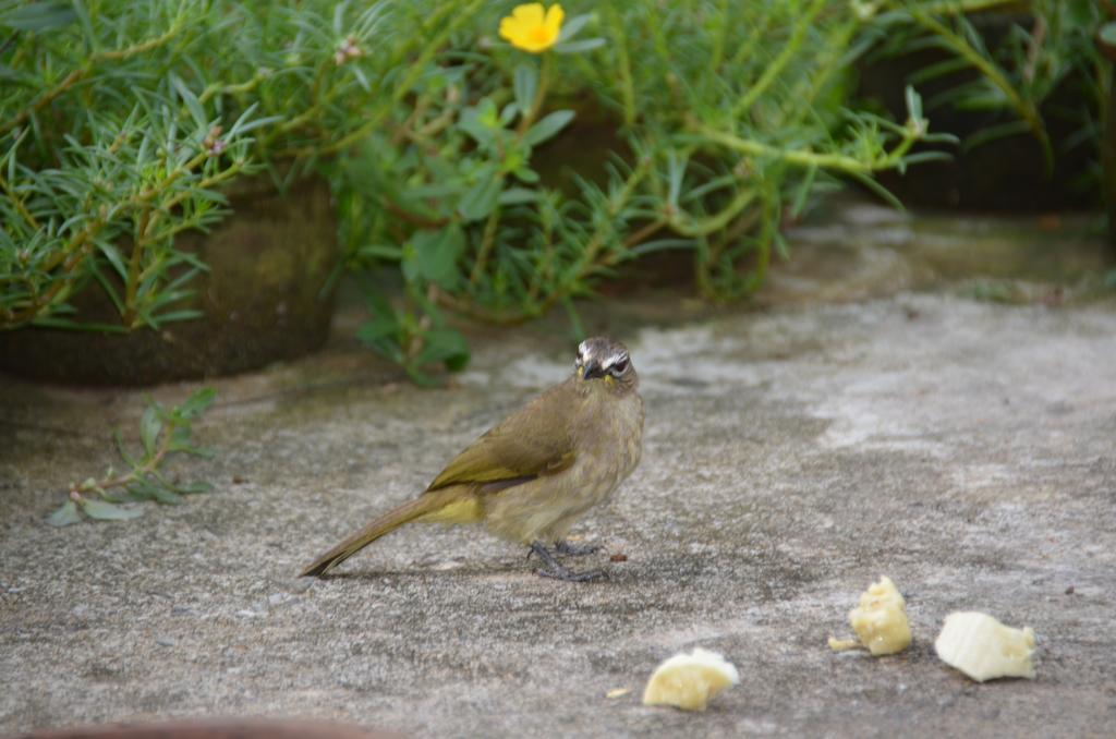 Oriole Villas Bentota Dış mekan fotoğraf