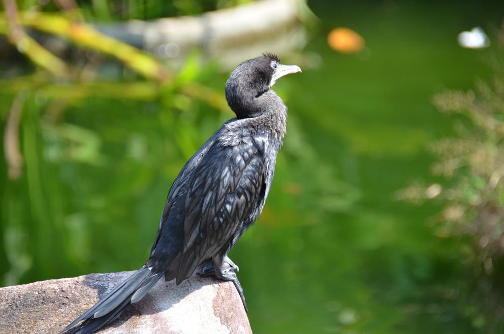 Oriole Villas Bentota Dış mekan fotoğraf