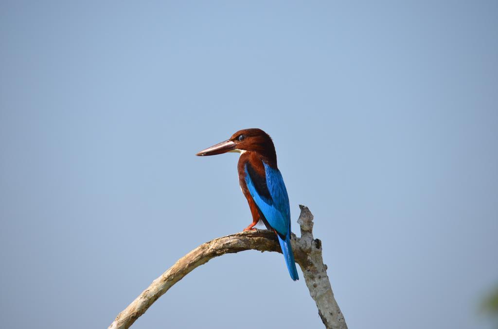 Oriole Villas Bentota Dış mekan fotoğraf